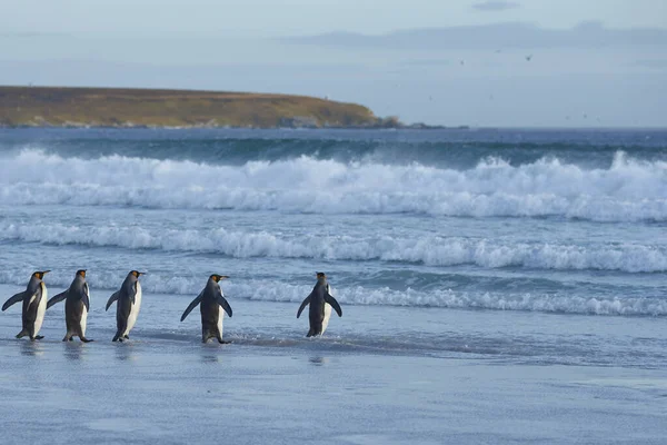 Skupina Tučňáků Královských Aptenodytes Patagonicus Vstupuje Moře Dobrovolném Místě Falklandských — Stock fotografie