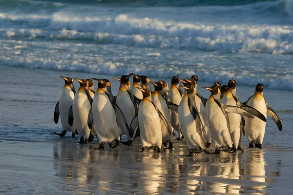 Królewskie Pingwiny Aptenodytes Patagonicus Świcie Piaszczystej Plaży Volunteer Point Falklandach — Zdjęcie stockowe