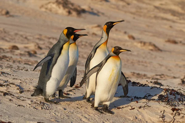 Tučňáci Královští Aptenodytes Patagonicus Úsvitu Písečné Pláži Dobrovolnickém Místě Falklandských — Stock fotografie