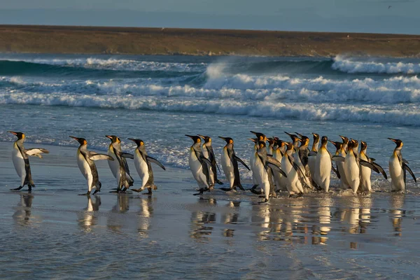 Pingouins Royaux Aptenodytes Patagonicus Aube Sur Une Plage Sable Fin — Photo