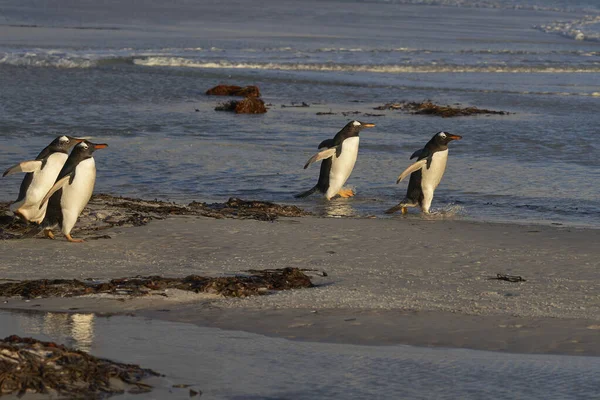 Grupa Pingwinów Gentoo Pygoscelis Papua Wpada Morza Volunteer Point Falklandach — Zdjęcie stockowe