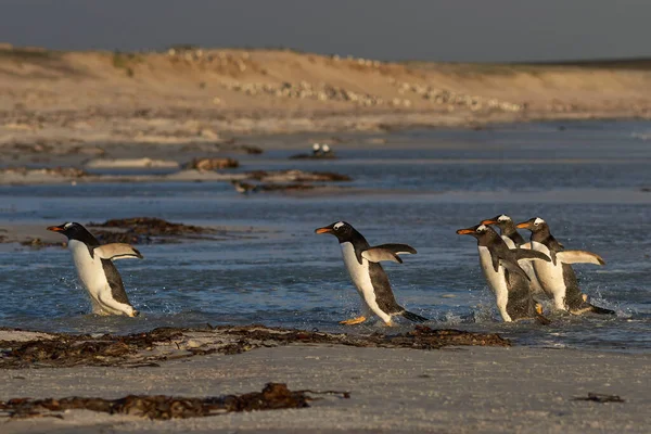 Группа Пингвинов Gentoo Pygoscelis Papua Входит Море Volunteer Point Фолклендских — стоковое фото