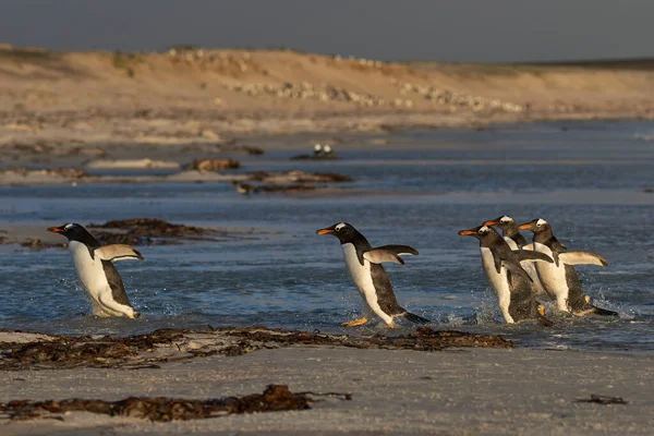 Grupo Pingüinos Gentoo Pygoscelis Papua Entran Mar Punto Voluntariado Las —  Fotos de Stock