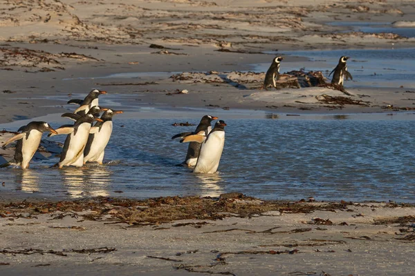 Grupa Pingwinów Gentoo Pygoscelis Papua Wpada Morza Volunteer Point Falklandach — Zdjęcie stockowe