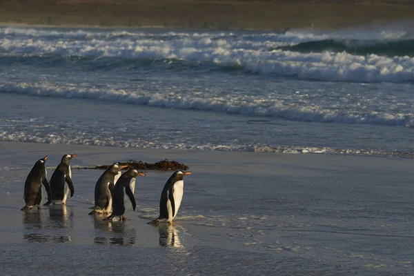 Gentoo Penguins Pygoscelis Papua 在福克兰群岛志愿人员站入海 — 图库照片