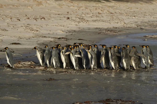 Pingouins Royaux Aptenodytes Patagonicus Aube Sur Une Plage Sable Fin — Photo