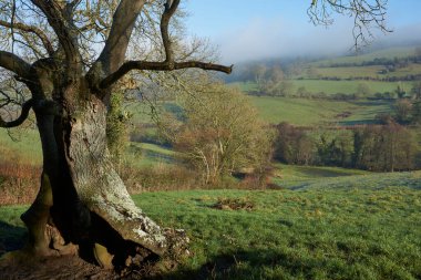 Wolley Vadisi 'nde kış sisi ve soğuğu. İngiltere, İngiltere' nin Bath kenar mahallelerindeki Cotswolds 'da olağanüstü doğal güzelliğin bir alanı.