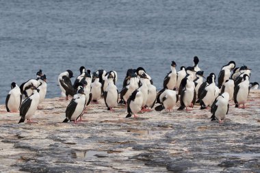 Falkland Adaları 'ndaki Bleaker Adası kıyılarında Imperial Shag (Phalacrocorax atriceps albiventer) grubu