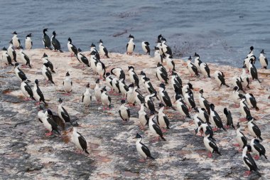 Falkland Adaları 'ndaki Bleaker Adası kıyılarında Imperial Shag (Phalacrocorax atriceps albiventer) grubu