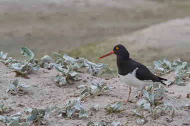 Falkland Adaları'nda kıyıya Bleaker adada Macellan Poyraz kuşugiller (Haematopus leucopodus).