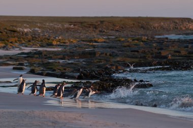 Gentoo Penguen (Pygoscelis papua) Falkland Adaları 'ndaki Bleaker Adası' ndaki kumlu bir sahilden sabahın erken saatlerinde denize açılır..