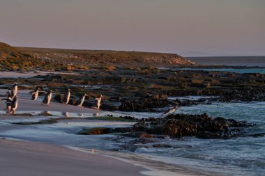 Gentoo Penguen (Pygoscelis papua) Falkland Adaları 'ndaki Bleaker Adası' ndaki kumlu bir sahilden sabahın erken saatlerinde denize açılır..