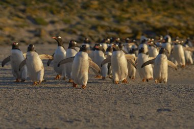 Gentoo Penguen (Pygoscelis papua) Falkland Adaları 'ndaki Bleaker Adası' ndaki kumlu bir sahilden sabahın erken saatlerinde denize açılır..