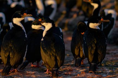 İmparatorluk Shag (Phalacrocorax atriceps albiventer) şafak vakti Falkland Adaları 'ndaki Bleaker Adası kıyılarında