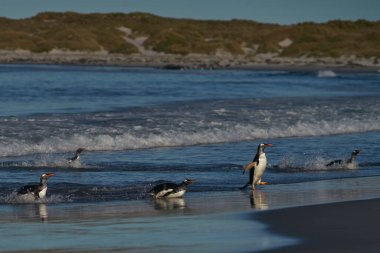 Gentoo Penguenleri (Pygoscelis papua) Falkland Adaları 'ndaki Deniz Aslanı Adası' nda beslendikten sonra kıyıya çıkarlar..