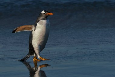 Gentoo Penguenleri (Pygoscelis papua) Falkland Adaları 'ndaki Deniz Aslanı Adası' nda beslendikten sonra kıyıya çıkarlar..