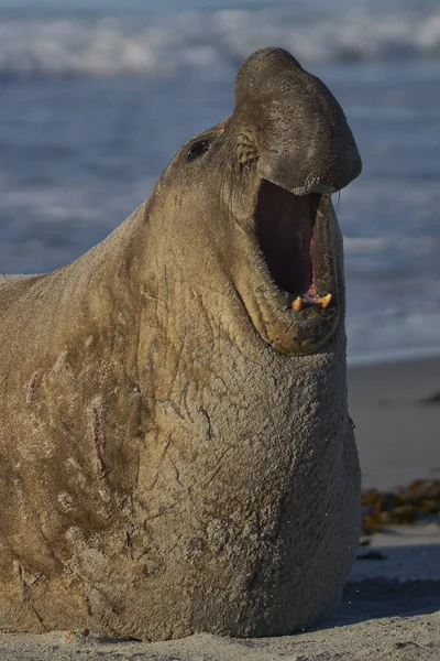 Falkland Adaları Ndaki Deniz Aslanı Adası Nda Üreme Mevsiminde Ağzı — Stok fotoğraf