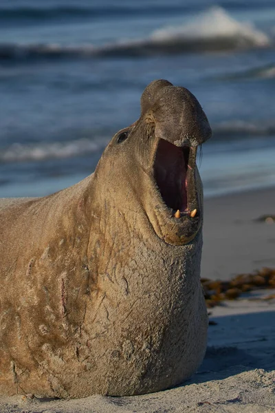 Male Southern Elephant Seal (Mirounga leonina) with mouth open and roaring during the breeding season on Sea Lion Island in the Falkland Islands.