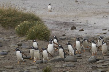 Gentoo Penguenleri (Pygoscelis papua) Falkland Adaları 'ndaki Deniz Aslanı Adası' ndaki koloniye geri dönerler..