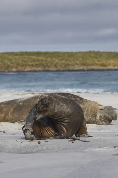 Leone Maschio Del Mare Del Sud Otaria Flavescens Tra Gruppo — Foto Stock