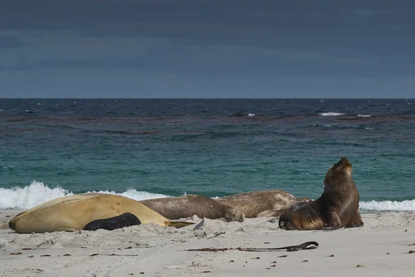 Leão Mar Sul Otaria Flavescens Entre Grupo Reprodução Foca Elefante — Fotografia de Stock