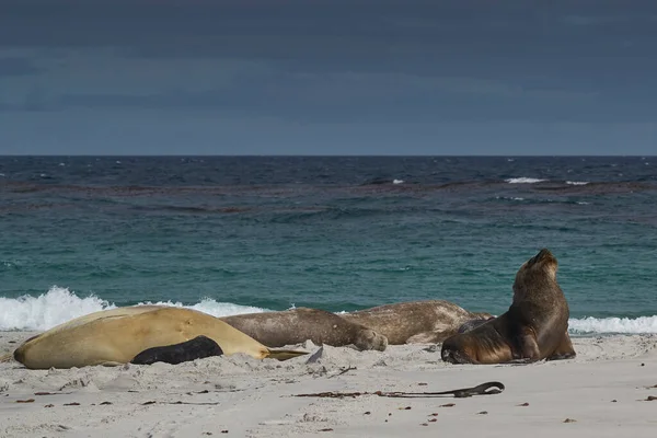 Hombre León Marino Del Sur Otaria Flavescens Entre Grupo Cría — Foto de Stock