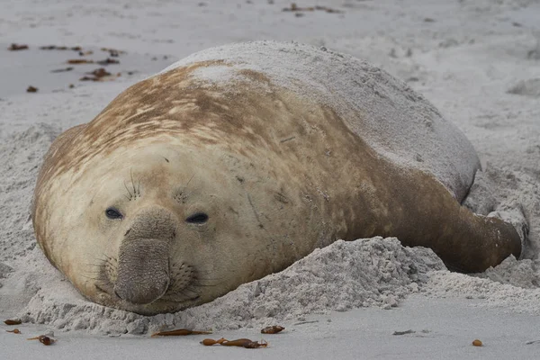 Falkland Adaları Ndaki Sea Lion Island Üreme Mevsiminde Büyük Erkek — Stok fotoğraf