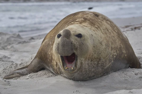 Large Male Southern Elephant Seal Mirounga Leonina Breeding Season Sea — Stock Photo, Image