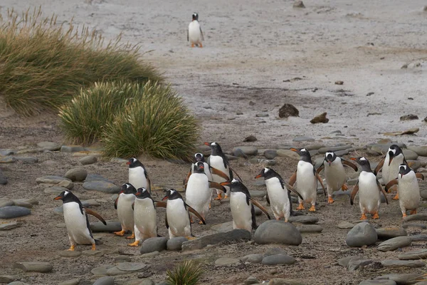 フォークランド諸島のシー ライオン島のコロニーに戻るヘントゥーペンギン Pygoscelis Papua — ストック写真