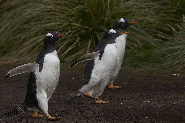 フォークランド諸島のシー ライオン島のコロニーに戻るヘントゥーペンギン Pygoscelis Papua — ストック写真