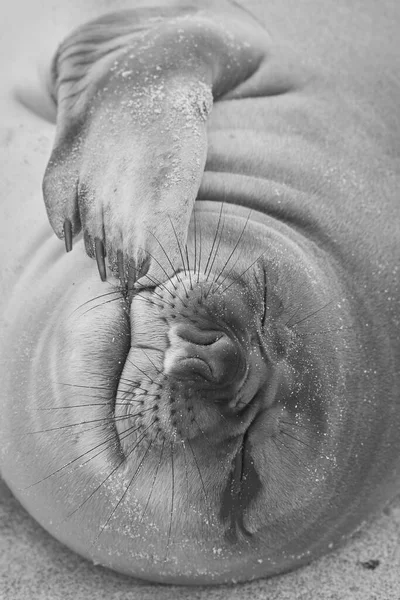 Tulení Mláďata Jižního Slona Mirounga Leonina Pobřeží Ostrova Sea Lion — Stock fotografie