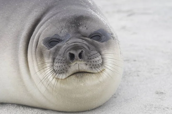 Southern Elephant Seal Pup Mirounga Leonina Aan Kust Van Sea — Stockfoto