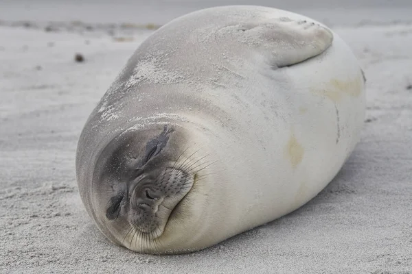 Κουτάβι Φώκιας Southern Elephant Seal Mirounga Leonina Στις Ακτές Της — Φωτογραφία Αρχείου