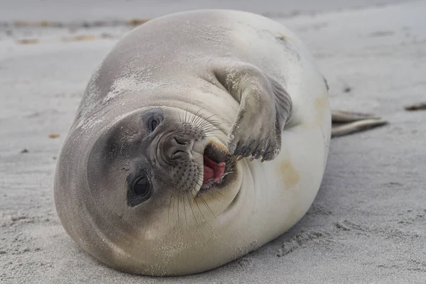 Cachorro Foca Elefante Del Sur Mirounga Leonina Costa Isla Sea — Foto de Stock