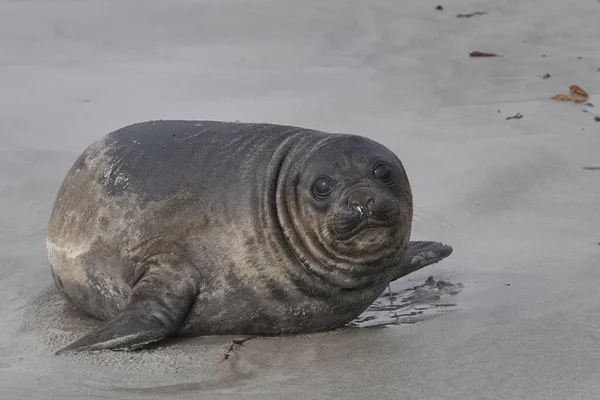 Southern Elephant Seal Pup Mirounga Leonina Aan Kust Van Sea — Stockfoto