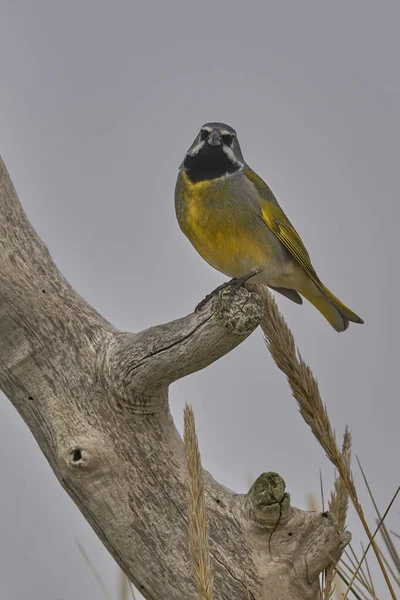 Finch Garganta Preta Melanodera Melanodera Melanodera Ramo Morto Ilha Leão — Fotografia de Stock