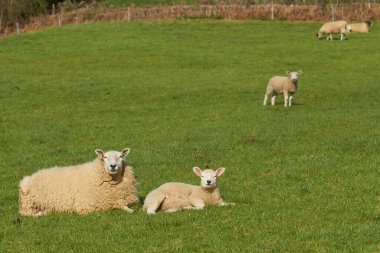 Woolley Vadisi 'nin yemyeşil tarlalarında koyunlar ve kuzular, İngiltere, Bath' ın eteklerinde bulunan Cotswolds 'daki Olağanüstü Doğal Güzellik Bölgesi.