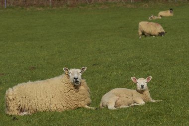 Woolley Vadisi 'nin yemyeşil tarlalarında koyunlar ve kuzular, İngiltere, Bath' ın eteklerinde bulunan Cotswolds 'daki Olağanüstü Doğal Güzellik Bölgesi.