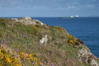 Spring flowers on the coast of Pembrokeshire in Wales, United Kingdom.