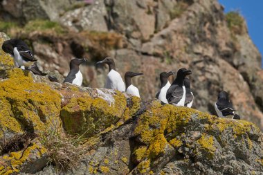 Mixed group of Razorbill (Alca torda) and Guillemot (Uria salve) on the cliffs of Skomer Island off the coast of Pembrokeshire in Wales, United Kingdom.