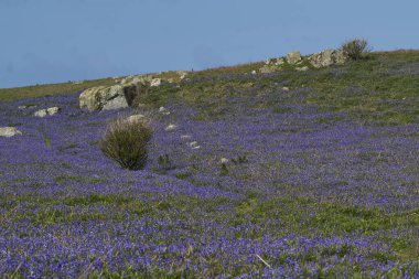 Carpet of bluebells (Hyacinthoides non-scripta) in spring on Skomer Island off the coast of Pembrokeshire in Wales, United Kingdom