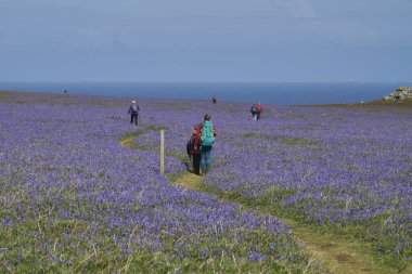 Skomer Island, Wales - May 12, 2021: Vistors walking through a carpet of bluebells (Hyacinthoides non-scripta) in spring on Skomer Island off the coast of Pembrokeshire in Wales, United Kingdom