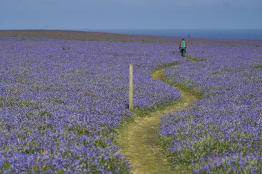 Skomer Island, Wales - May 12, 2021: Vistors walking through a carpet of bluebells (Hyacinthoides non-scripta) in spring on Skomer Island off the coast of Pembrokeshire in Wales, United Kingdom