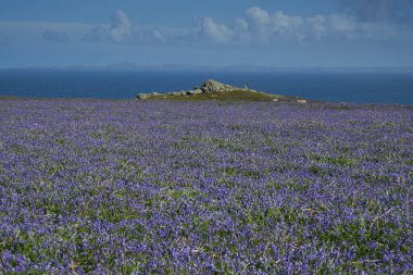 Carpet of bluebells (Hyacinthoides non-scripta) in spring on Skomer Island off the coast of Pembrokeshire in Wales, United Kingdom