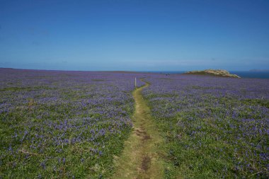 Carpet of bluebells (Hyacinthoides non-scripta) in spring on Skomer Island off the coast of Pembrokeshire in Wales, United Kingdom