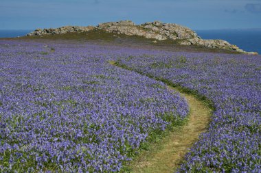 Carpet of bluebells (Hyacinthoides non-scripta) in spring on Skomer Island off the coast of Pembrokeshire in Wales, United Kingdom