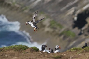 Atlantic puffin (Fratercula arctica) coming in to land on Skomer Island off the coast of Pembrokeshire in Wales, United Kingdom