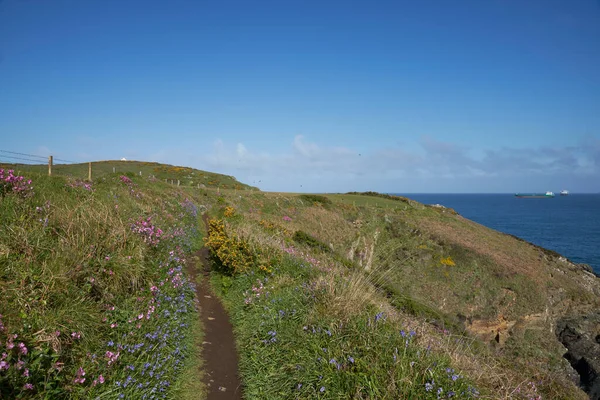 Spring Flowers Coast Pembrokeshire Wales United Kingdom — Stock fotografie