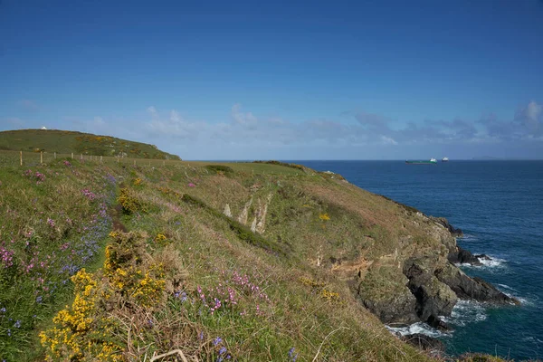 Spring Flowers Coast Pembrokeshire Wales United Kingdom — Stock fotografie