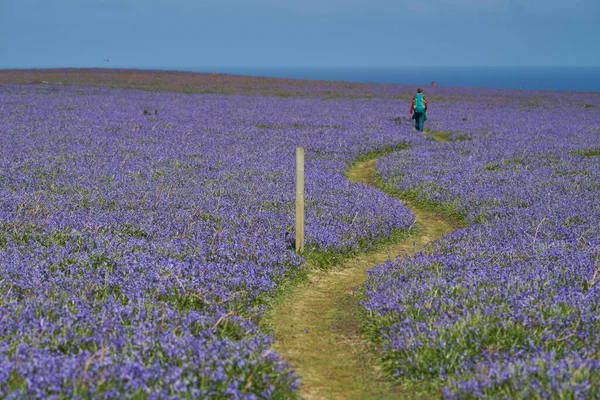 Skomer Island Wales May 2021 Vistors Walking Carpet Bluebells Hyacinthoides — Photo